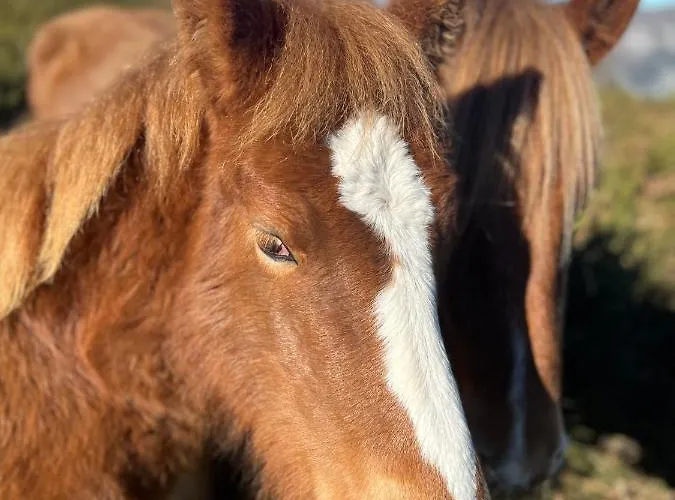 Bed & Breakfast La Valuisilla, Rural Cicera